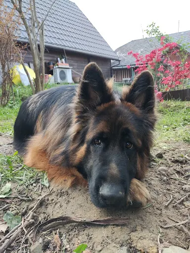 DogFather.pl Behawiorysta Psów Trener Psów